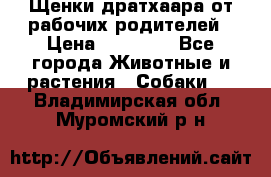 Щенки дратхаара от рабочих родителей › Цена ­ 22 000 - Все города Животные и растения » Собаки   . Владимирская обл.,Муромский р-н